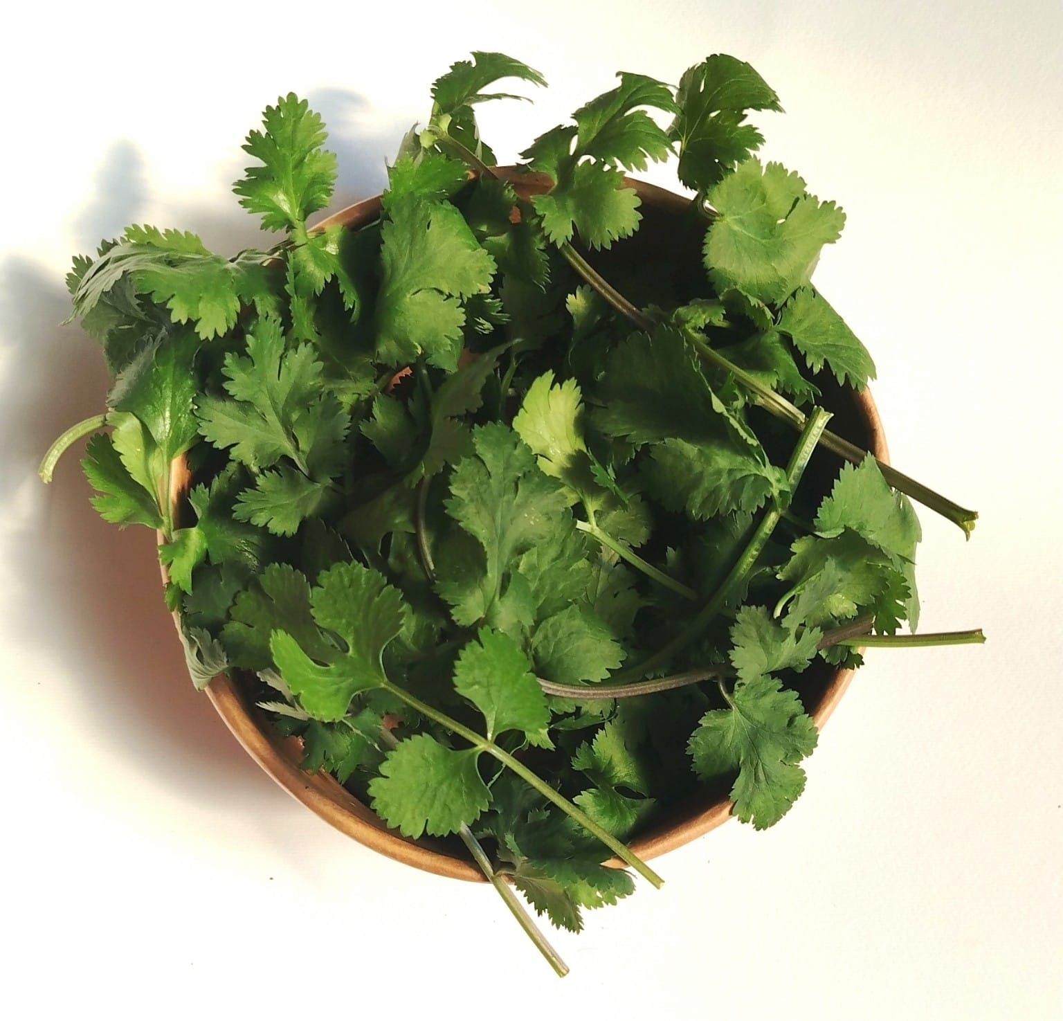 Coriander
