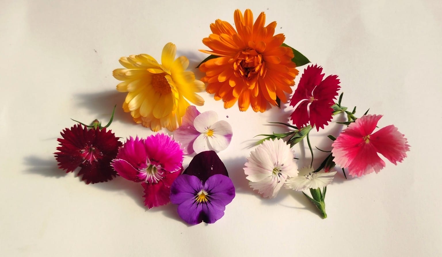 Edible Flowers