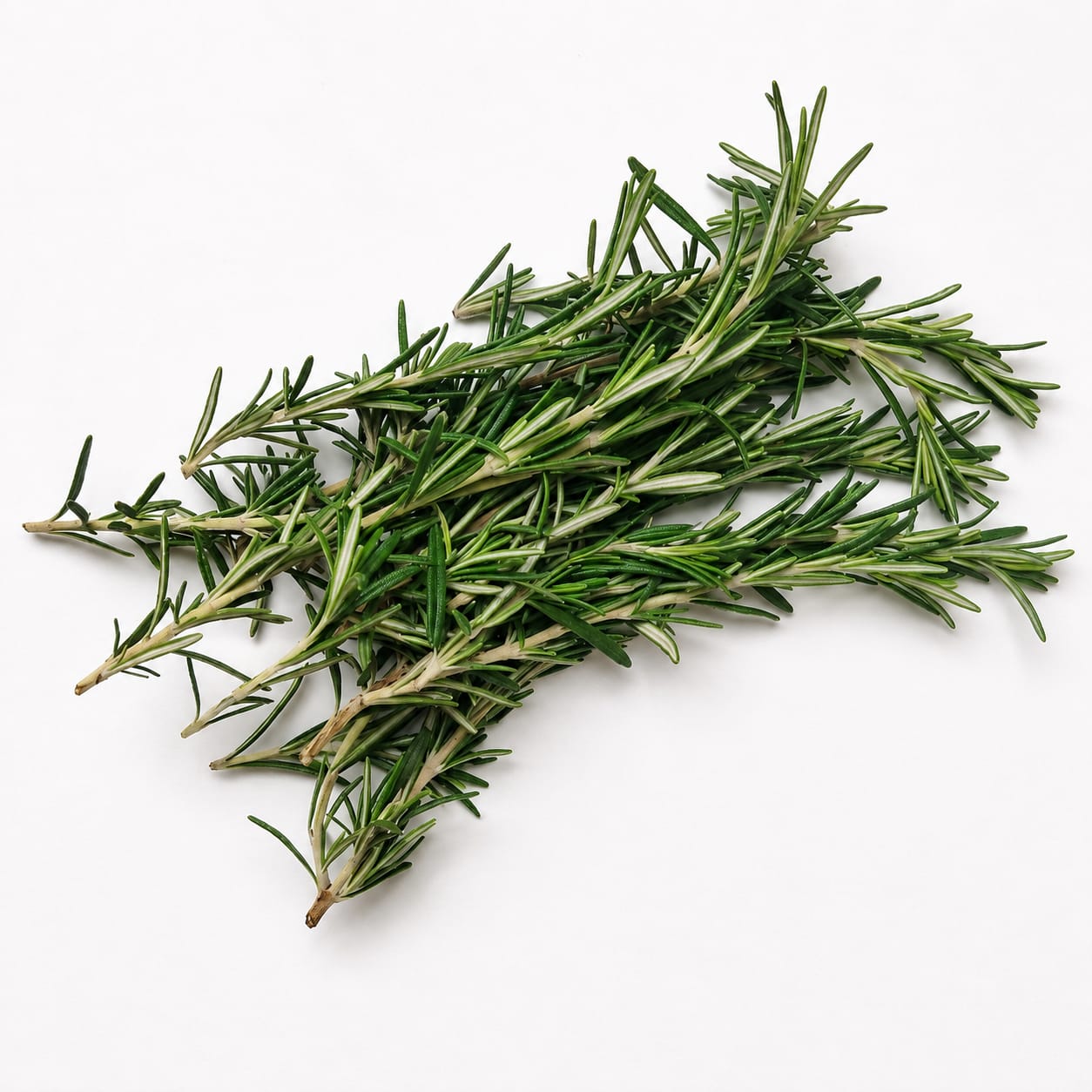 Rosemary