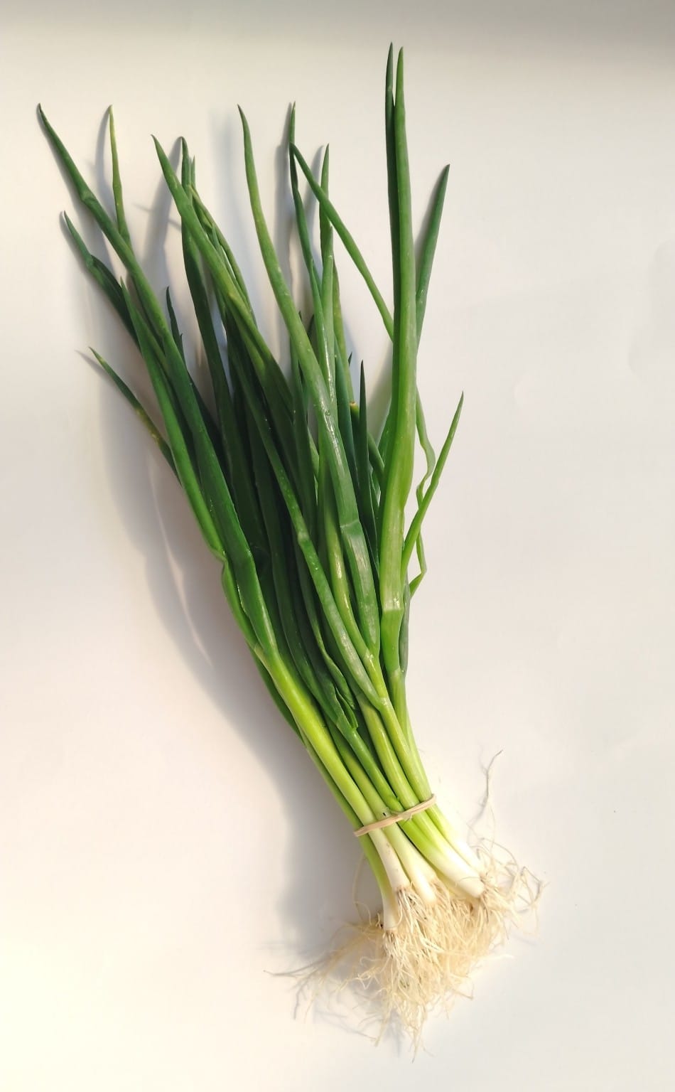 Spring Onion Bunch